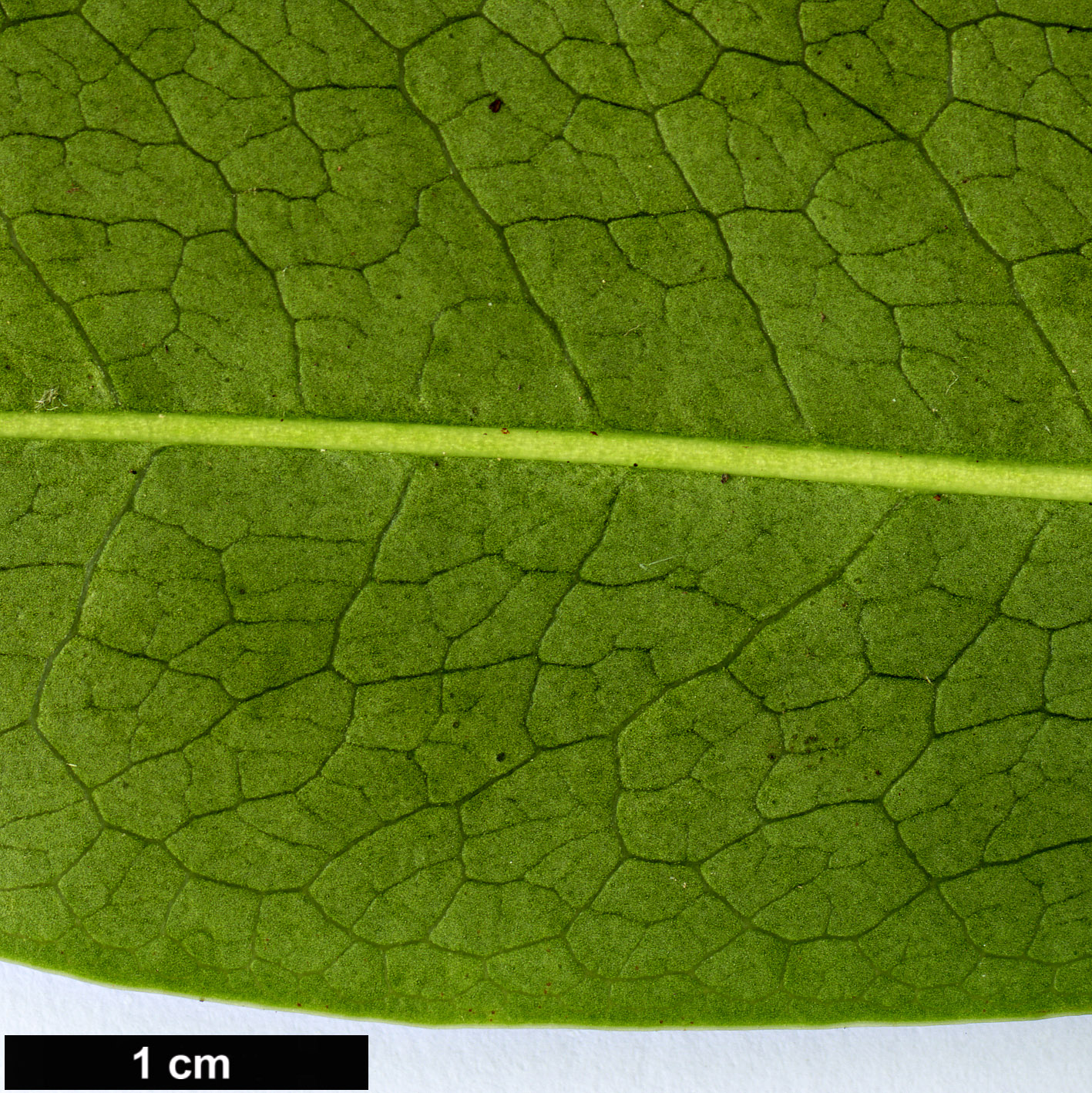 High resolution image: Family: Ericaceae - Genus: Rhododendron - Taxon: latoucheae - SpeciesSub: var. latoucheae